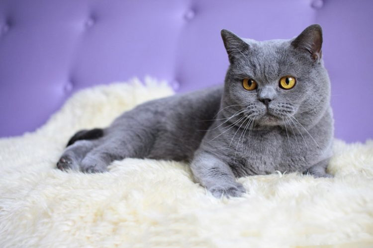 俄罗斯蓝猫(俄罗斯蓝猫一只多少钱?)