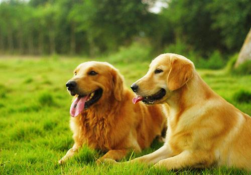 短毛大型犬有哪几种（详解：5种适合家养的大型短毛犬）
